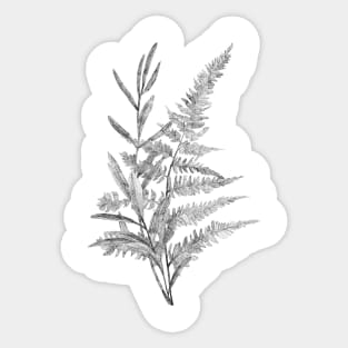 Hand-drawn leaf of fern and branch Sticker